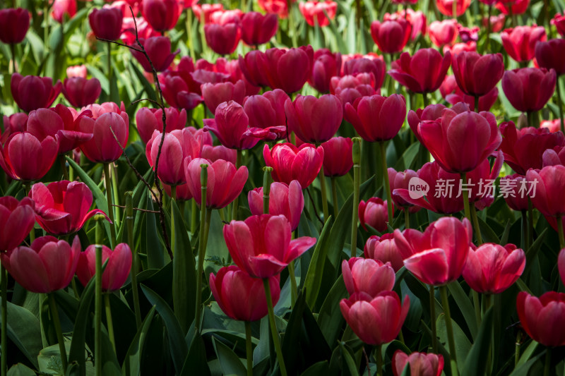 春日粉红色郁金香花海