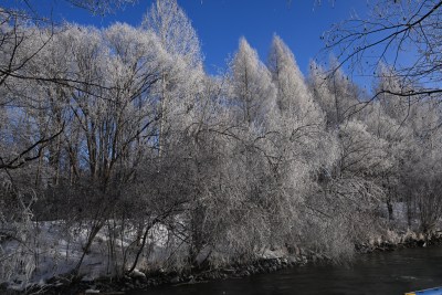 雪后树林蓝天相映的冬日自然景象