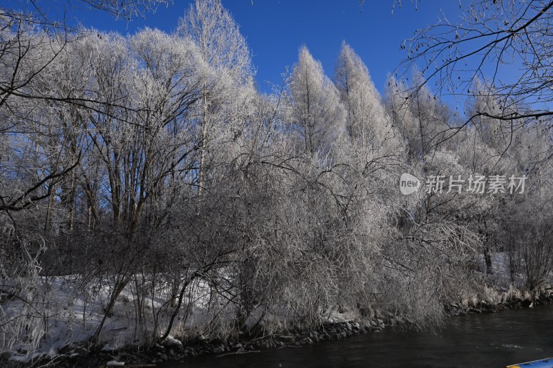 雪后树林蓝天相映的冬日自然景象