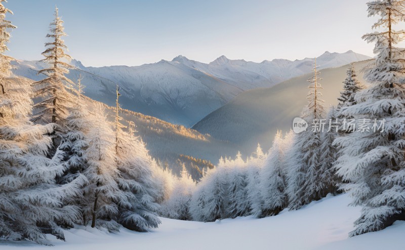 冬季森林白雪覆盖风景