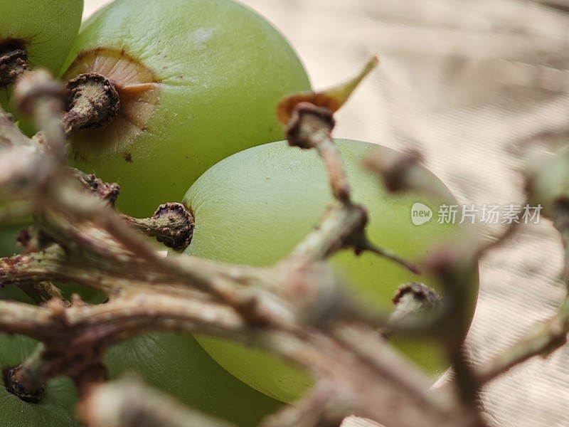 青提特写展示果实饱满的青提近景