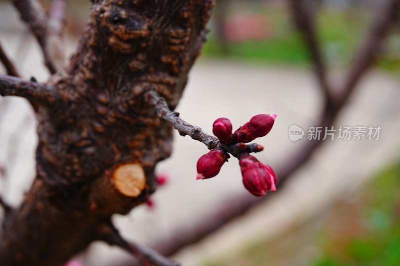 梅花花苞未盛开的梅花特写背景