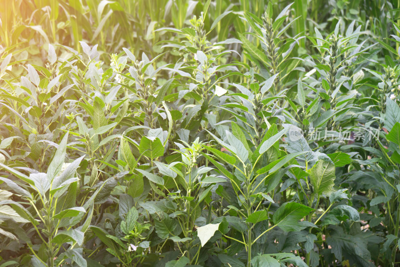 中国北方夏末的芝麻田