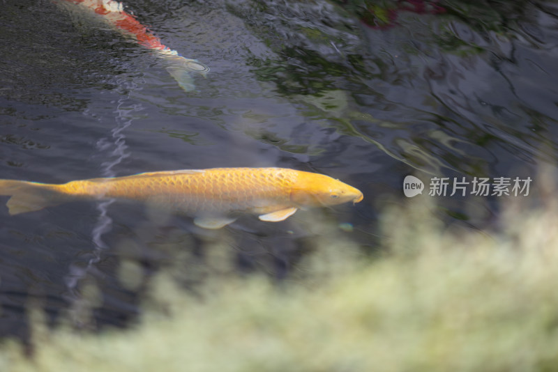 罗红摄影艺术馆池塘里的锦鲤