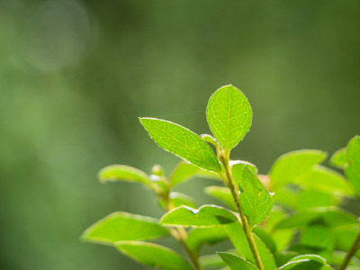 植物在野外生长的特写镜头