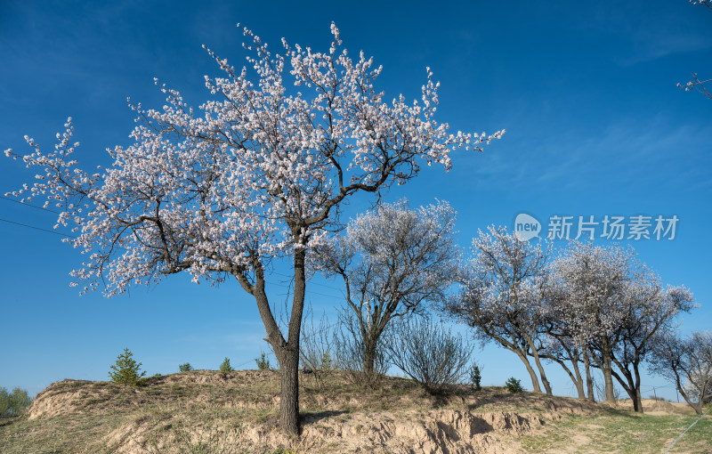 春天乡村盛开的杏花和天空蓝色留白背景