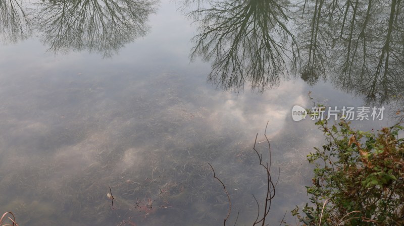 平静湖水倒映树枝的自然景象