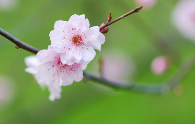 特写粉红色的梅花