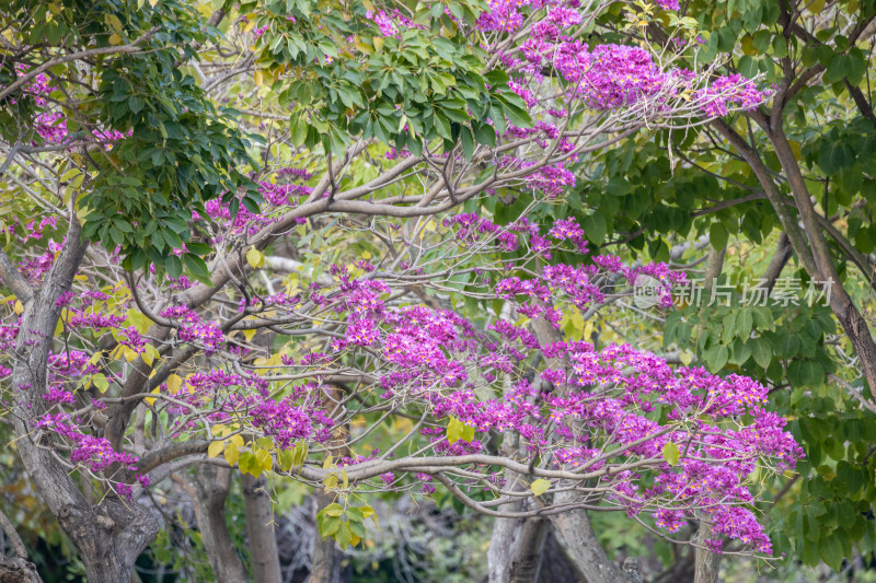 紫花风铃木