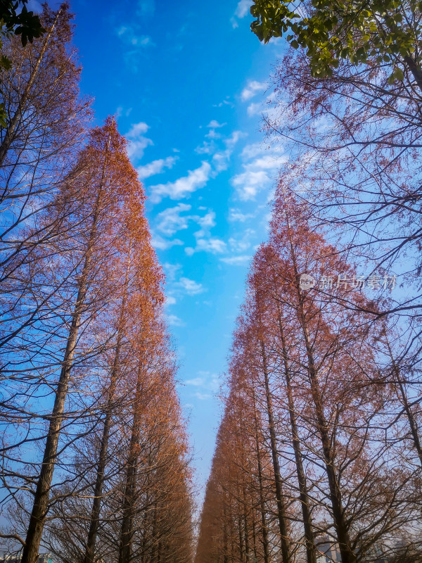 秋天植物红木杉摄影图