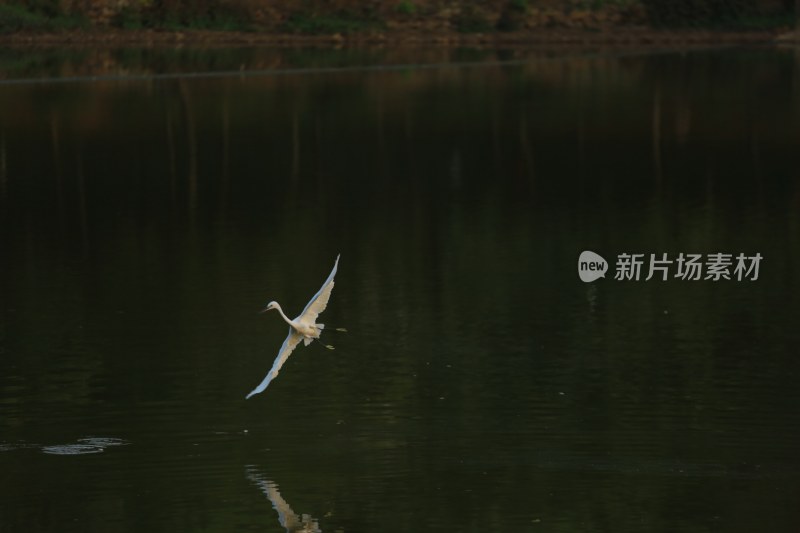 白鹭在湖面低空飞行