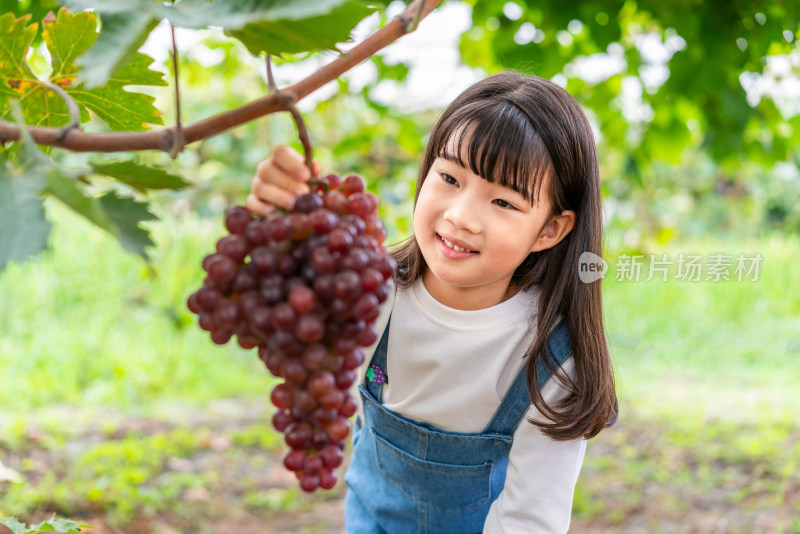 小女孩观察葡萄