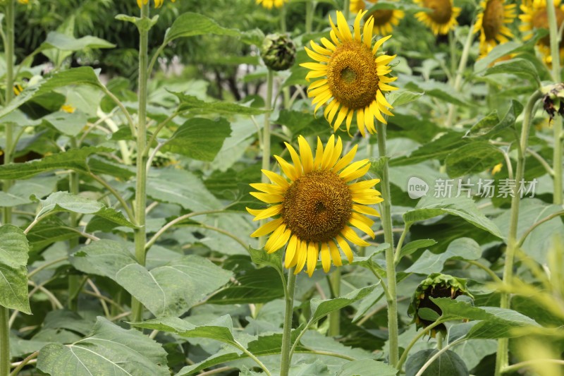 大片向日葵花田绿叶黄花生机勃勃