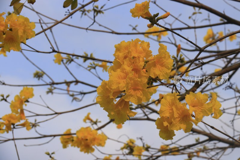 黄花风铃木 