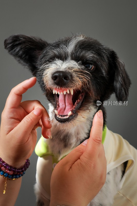 特写棚内拍摄动物宠物狗犬