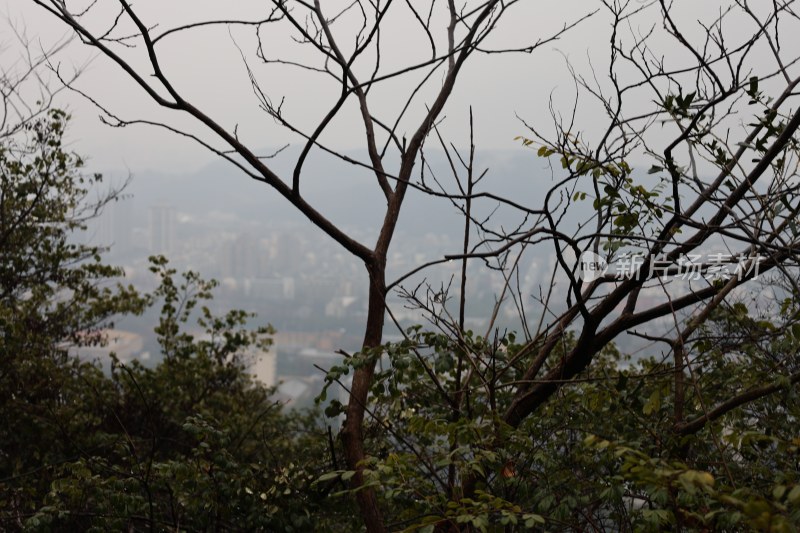 透过树林远眺城市景观