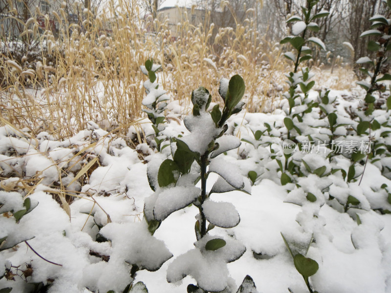 下雪天雪花落到植物上的照片