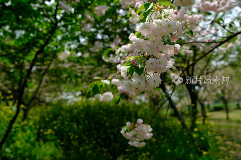 蓝天下盛开的樱花树