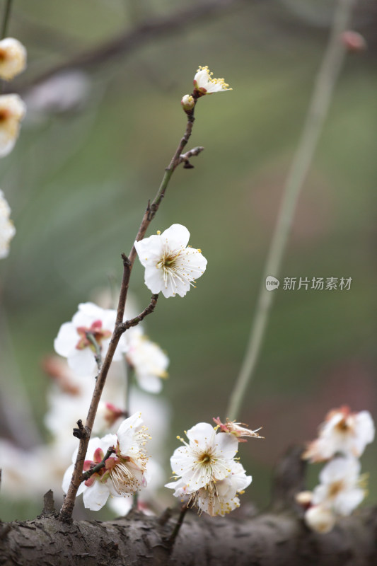 杭州湘湖盛开的白色梅花