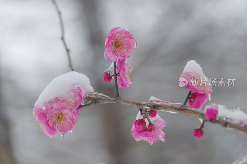 武汉东湖梅园雪中梅花盛开