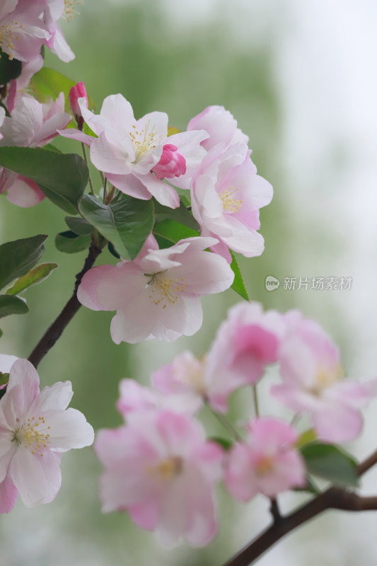 北京元大都春天的海棠花溪