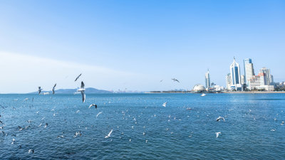 山东省青岛栈桥风景区的海鸥