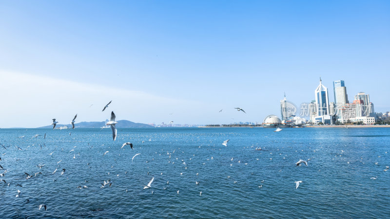 山东省青岛栈桥风景区的海鸥