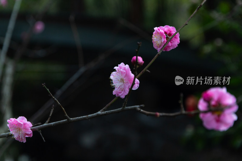 杭州曲院风荷盛开的粉色梅花特写