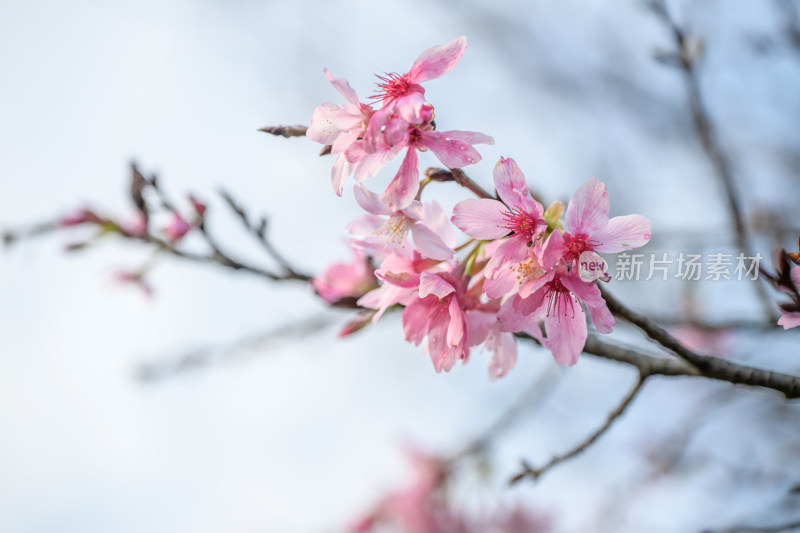 樱花特写拍摄