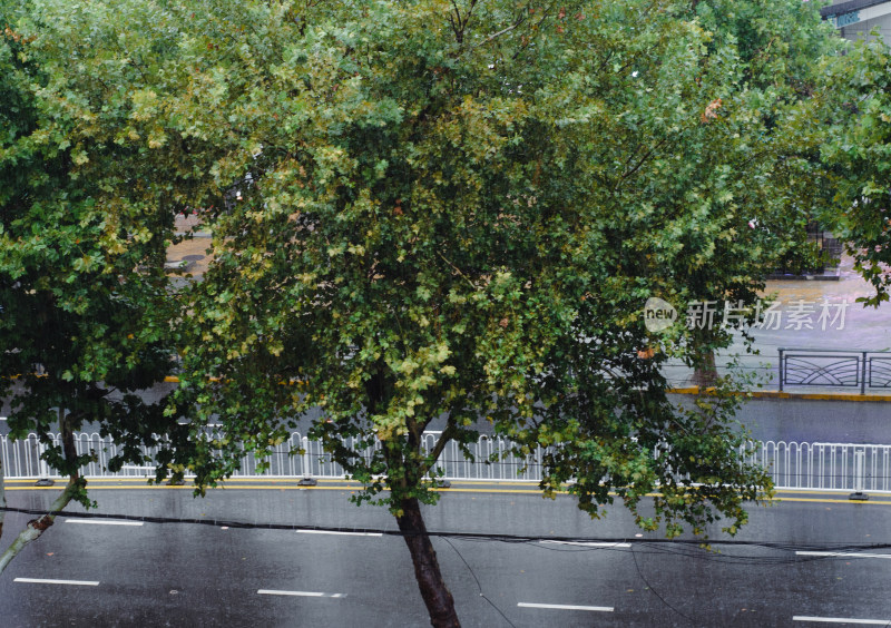 青岛下雨的马路