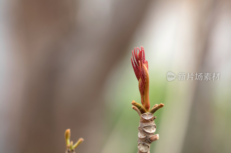 春季的香椿嫩芽