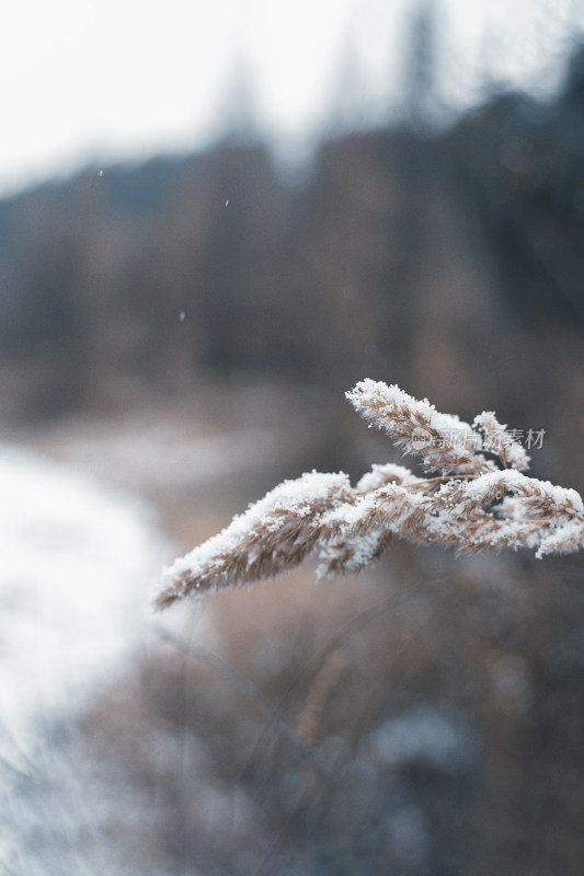 冬季大雪中的积压野草