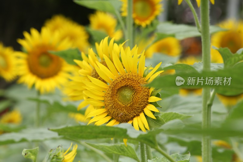 大片向日葵花田绿叶黄花生机勃勃