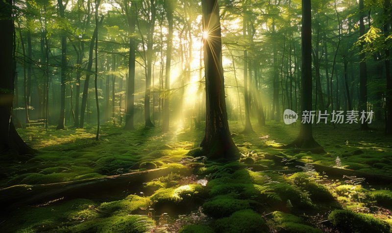 森林晨曦阳光树木自然风光树林背景