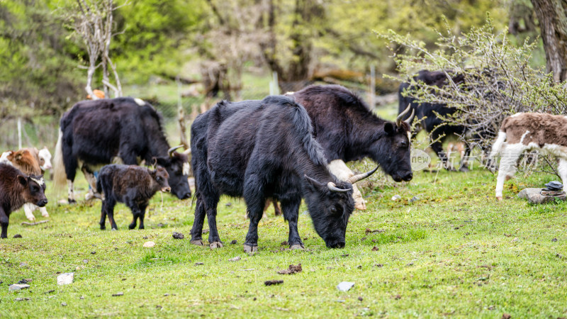四川阿坝藏族羌族自治州四姑娘山的牦牛