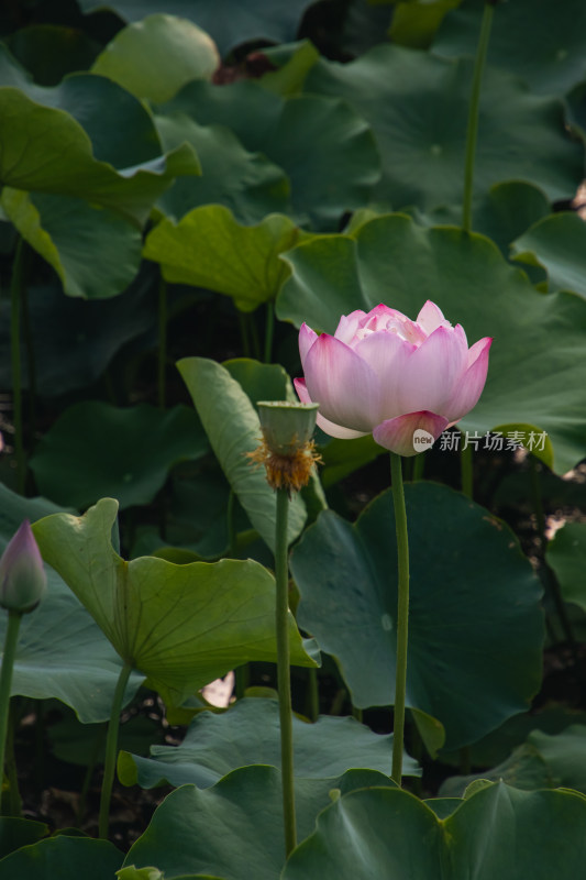 夏季荷花开放特写镜头