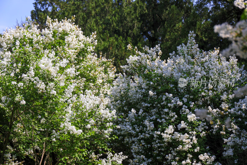 春天四月丁香花花卉开放治愈清新