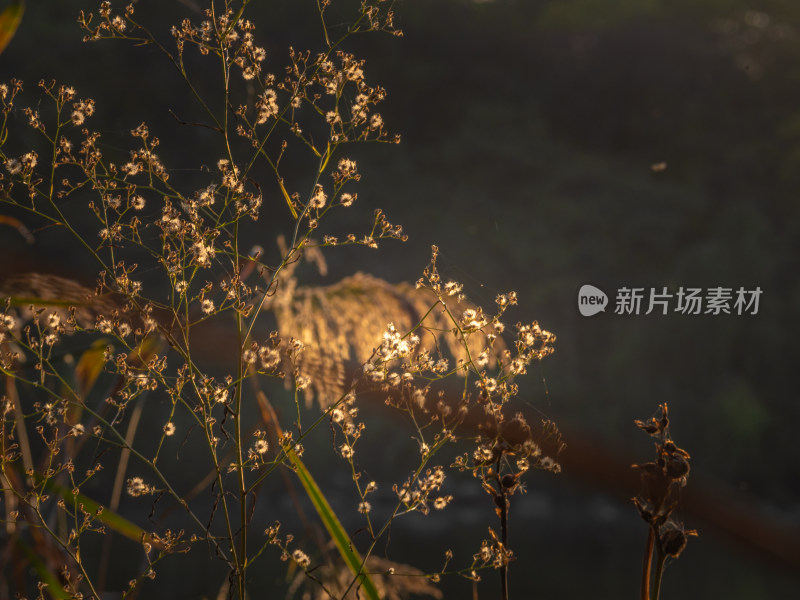 天空下田野上开花植物的特写镜头