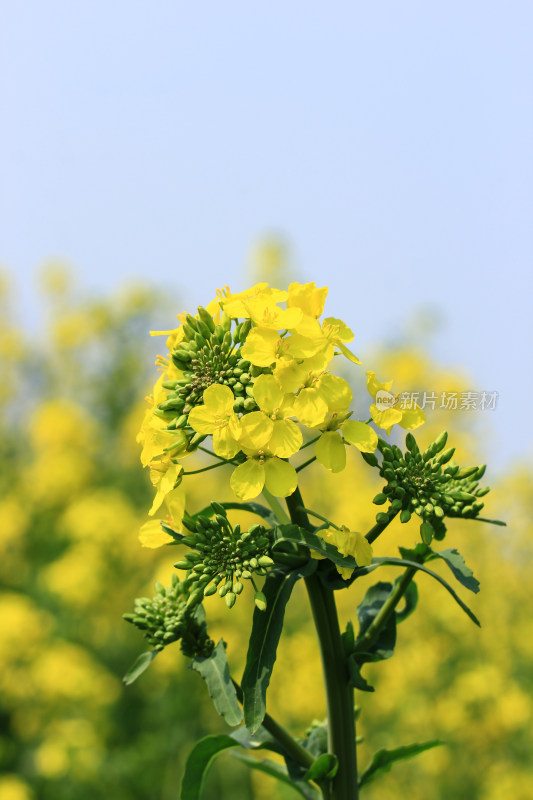 春天金黄的油菜花特写