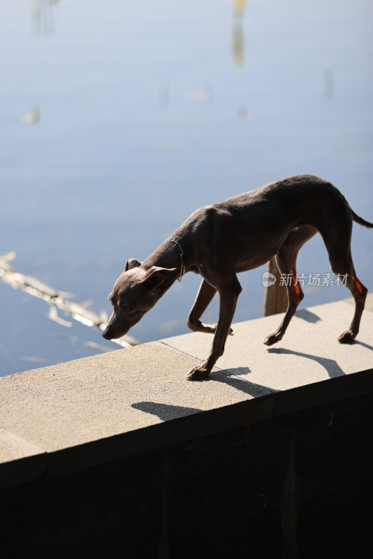 在湖边行走的意大利小灵缇犬