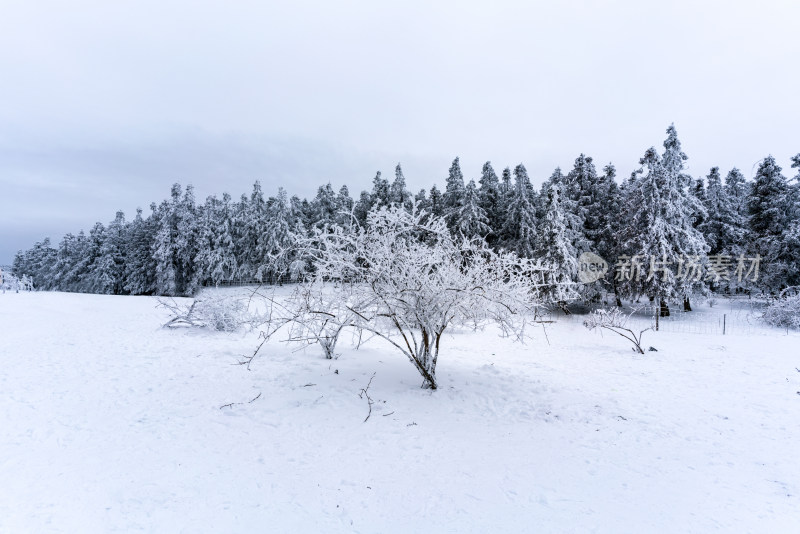 重庆下雪的仙女山