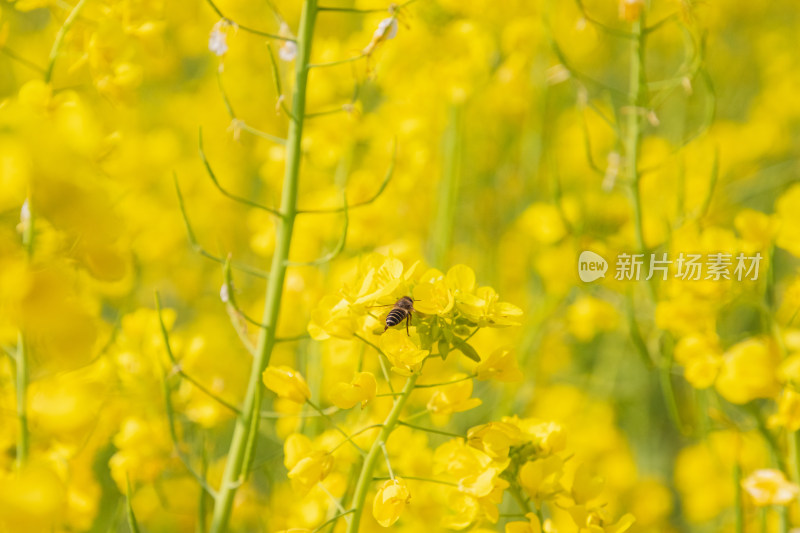 油菜花上采蜜蜜蜂特写镜头