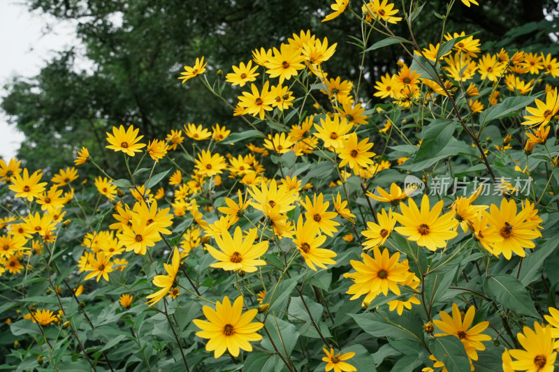 北京圆明园公园盛开的菊花