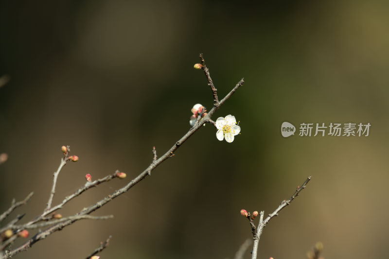 冬天小寒节气梅花盛开