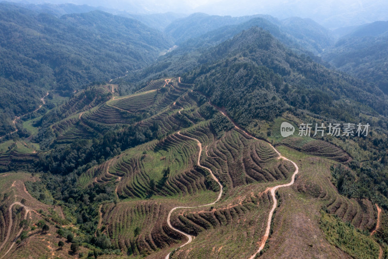 山坡上的梯田 经济作物种植基地