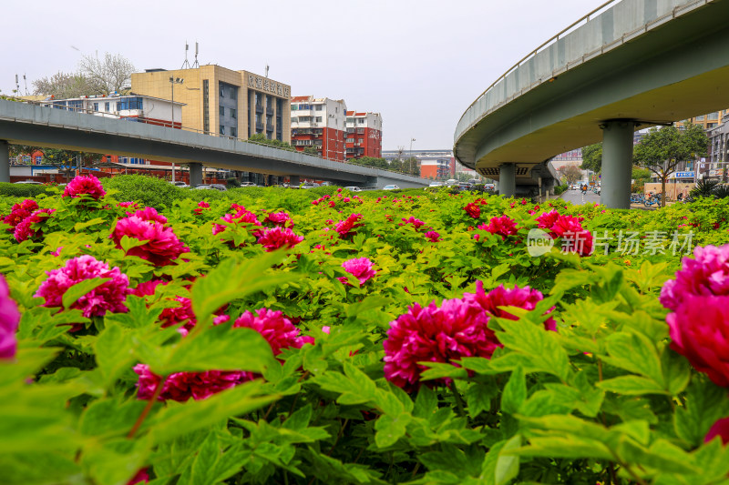 春季洛阳牡丹城市风光