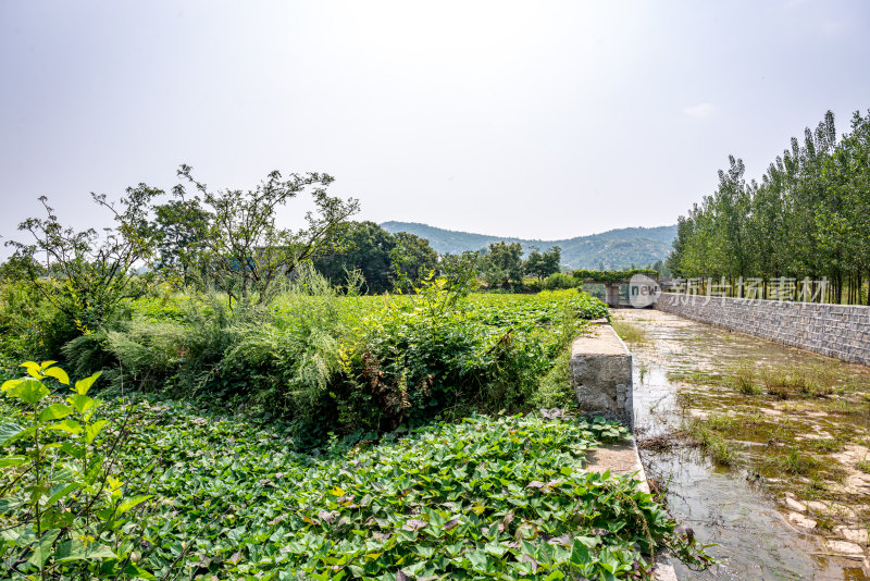 乡村田园植物水渠景观