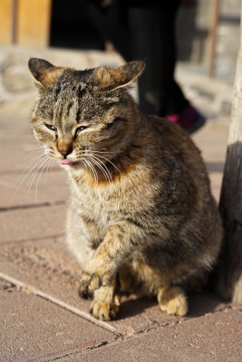 狸花猫在院子中休息