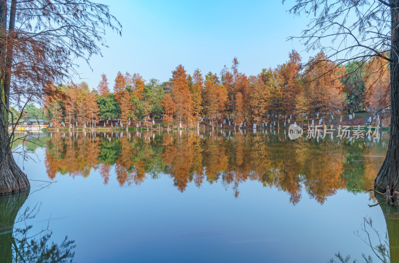 广州番禺大夫山森林公园云岫湖落羽杉树林