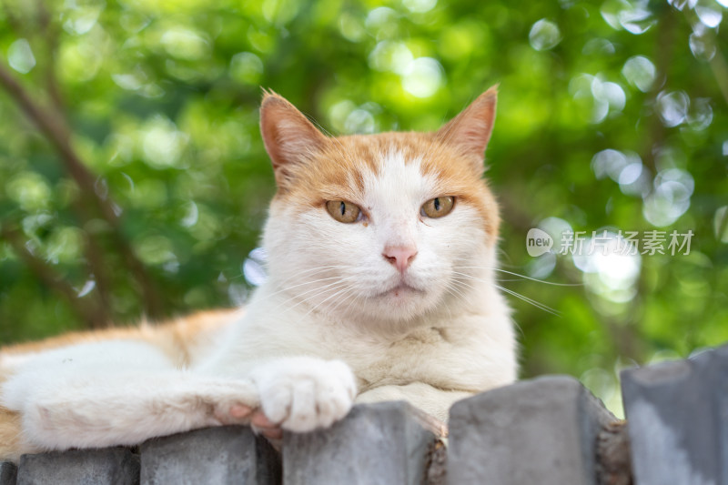 在园林休息小猫